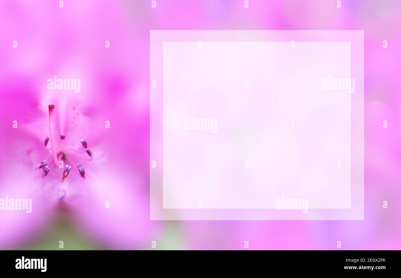 Template with flower and light square text box. Background with macro pink azalea. Mock up spring, summer concept. Elegant, gentle, romantic image Stock Photo