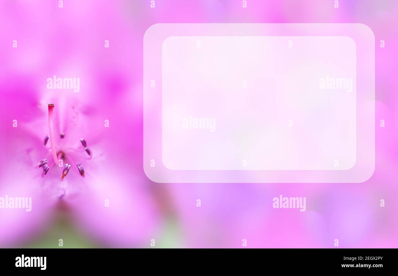 Mock up concept with pink azalea and transparent rectangular text space. Blurred background with macro flower. Spring, summer template. Elegant image Stock Photo