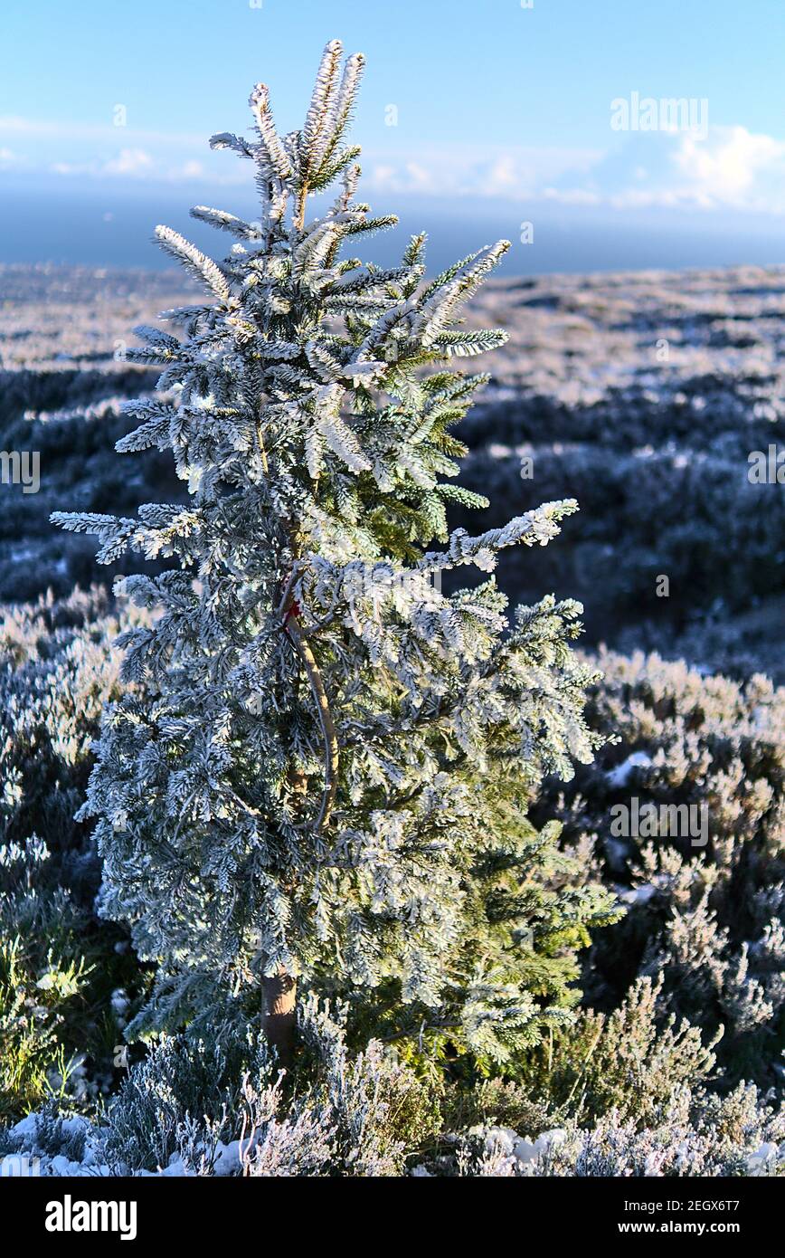 Vertical view of small frozen fir Christmas tree with beautiful frozen