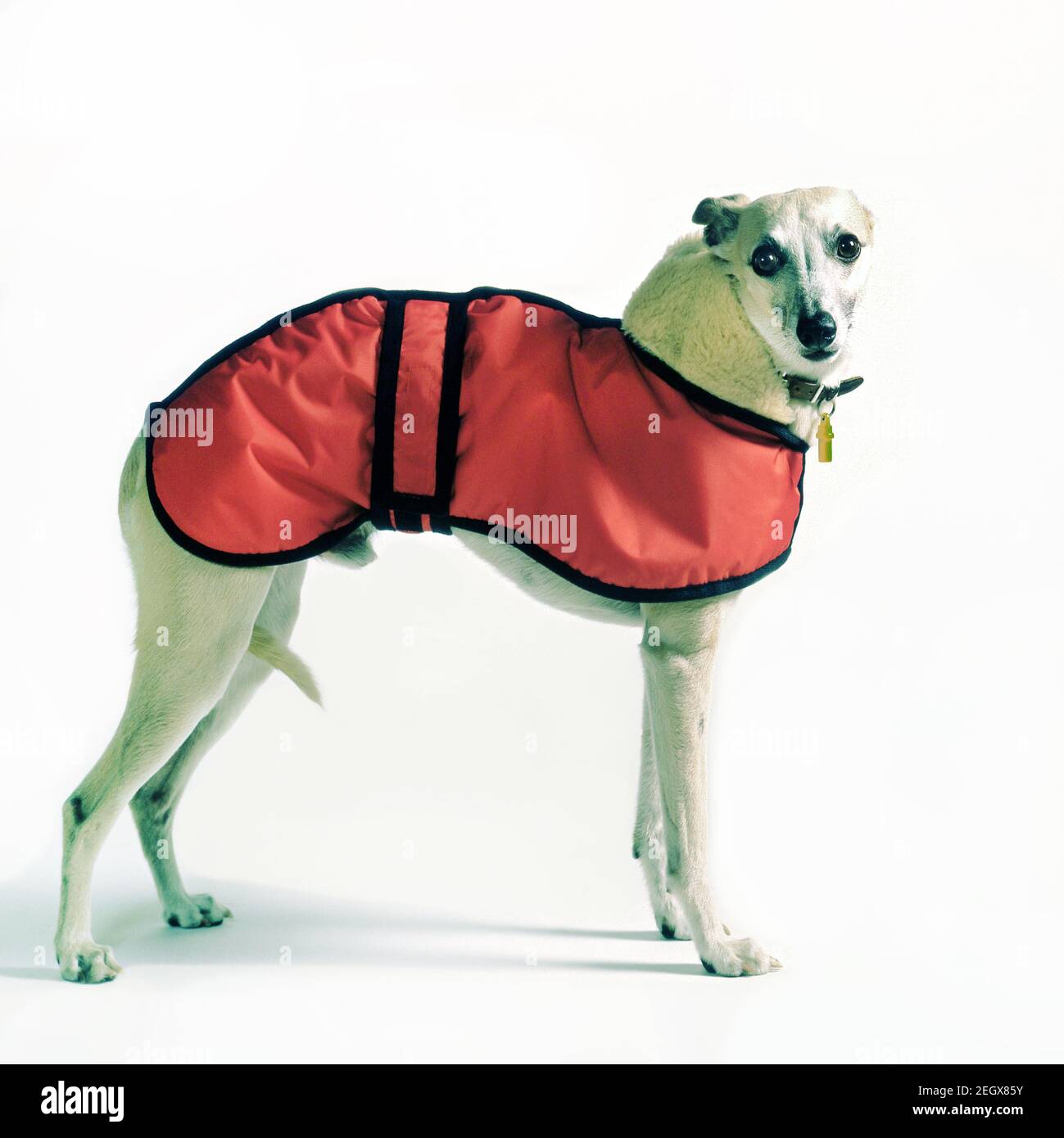 Whippet in a winter coat Stock Photo
