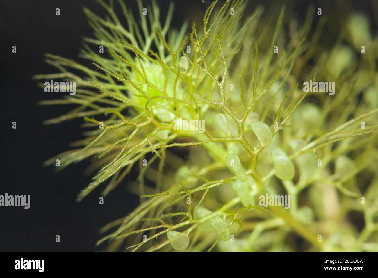 Greater bladderwort (Utricularia vulgaris) Stock Photo