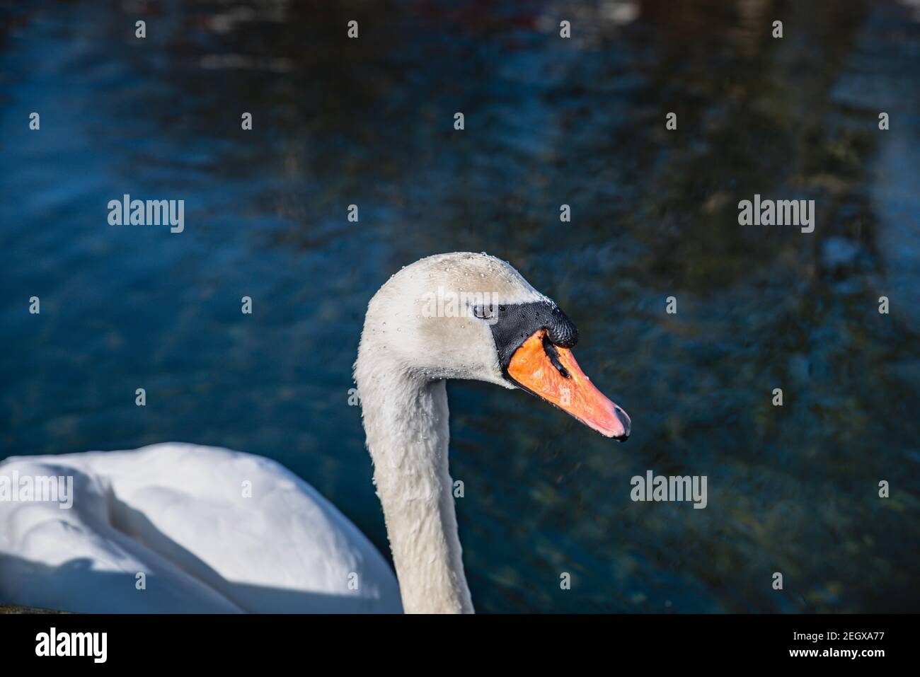 A white Mute Swan face detail. Drops of water are on the plumage and the beak as it swims in the harbour water. Closeup of a white Cygnus Olor face Stock Photo