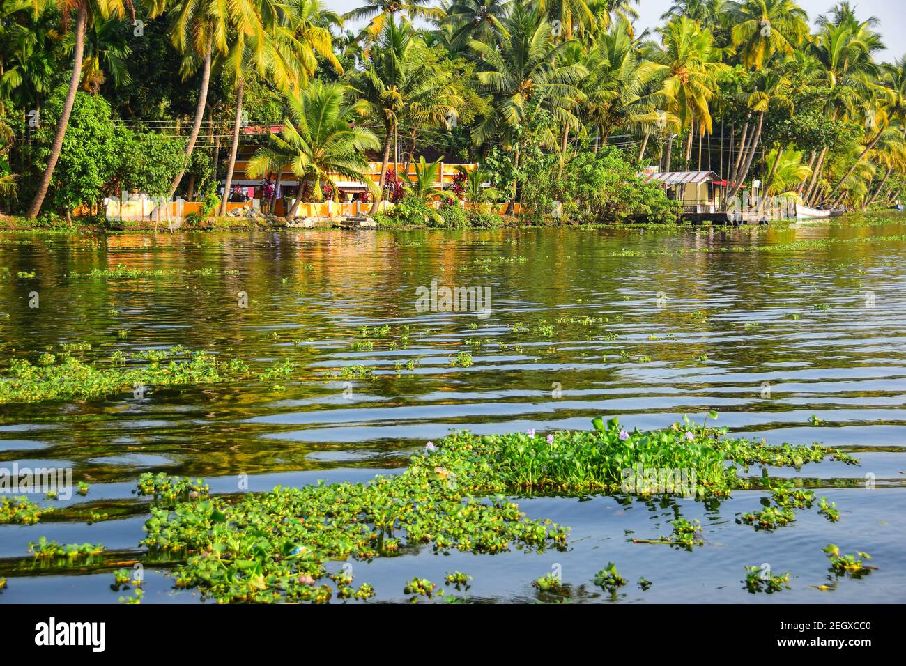 Indian Backwaters Kerala Backwaters, Kerala, India Stock Photo - Alamy