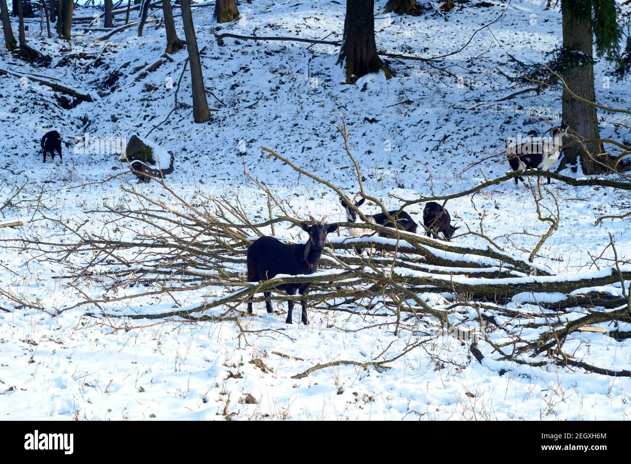 domestic goats nibbling bark from freshly felled tree amongst snow covered clearing in woods zala county hungary Stock Photo