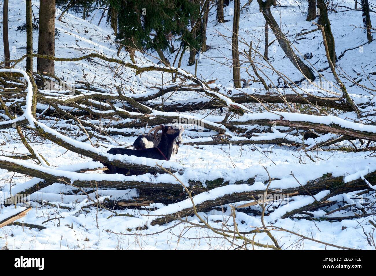 domestic goat nibbling bark from freshly felled tree amongst snow covered clearing in woods zala county hungary Stock Photo