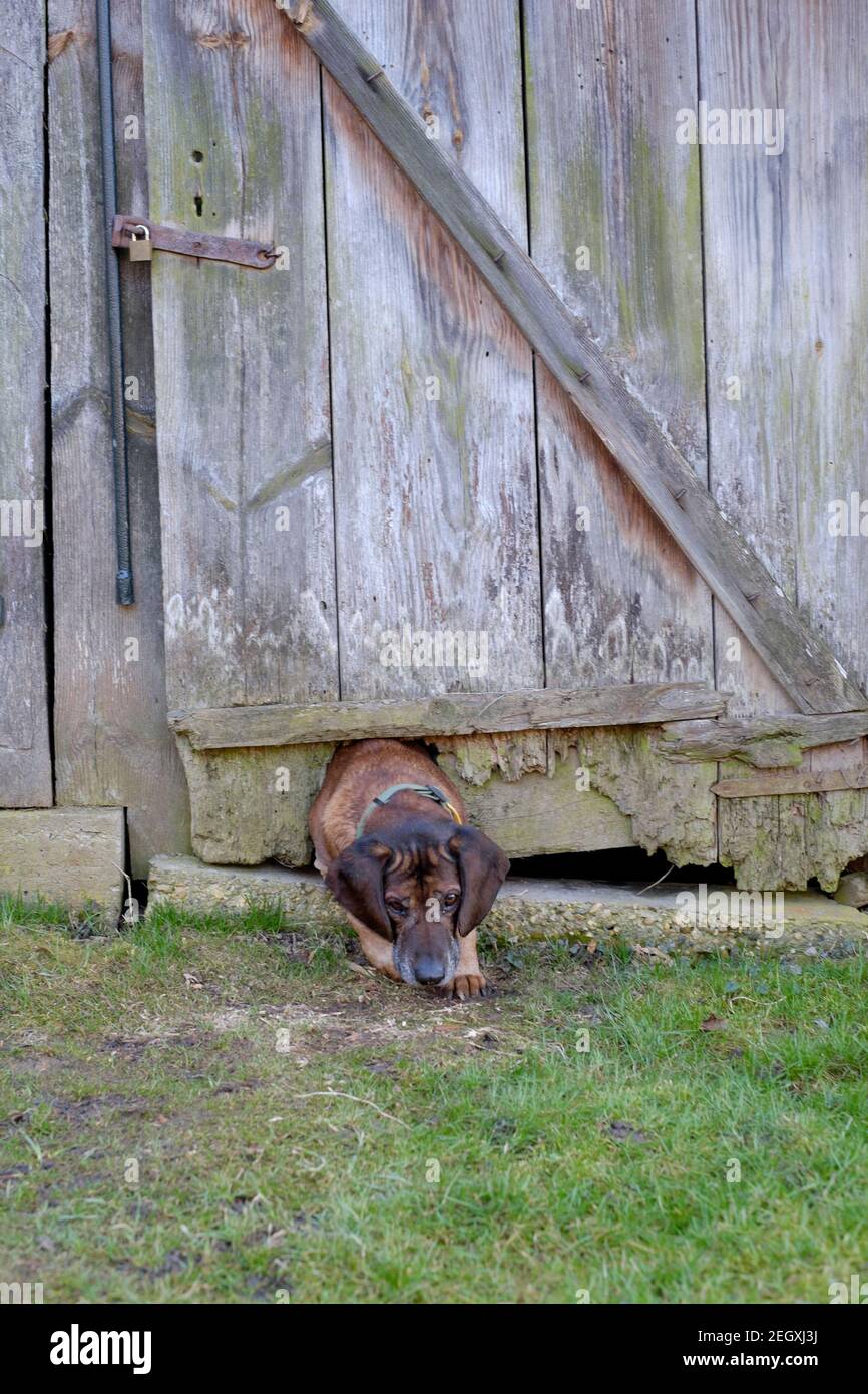 hanover hound squeezing through a hole in the bottom of a wooden outhouse door zala county hungary Stock Photo