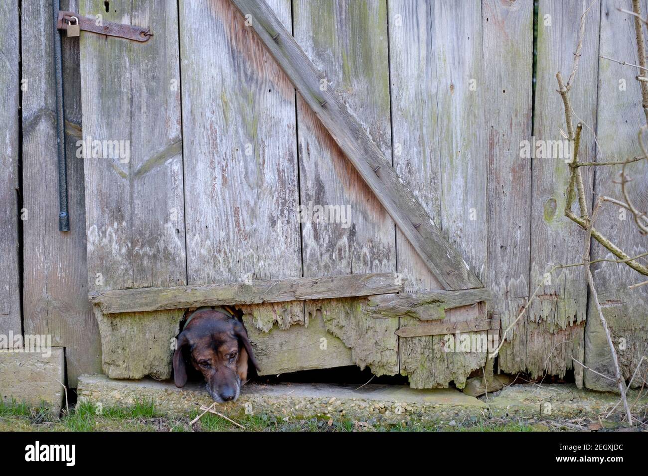 hanover hound squeezing through a hole in the bottom of a wooden outhouse door zala county hungary Stock Photo