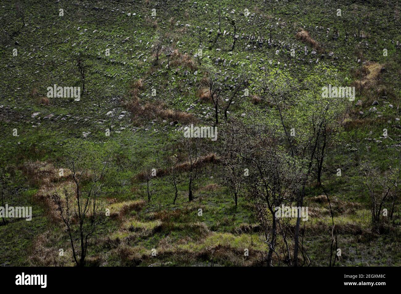 Dry trees during dry season in Sumba, an island in eastern Indonesia where drought hits regularly. Stock Photo