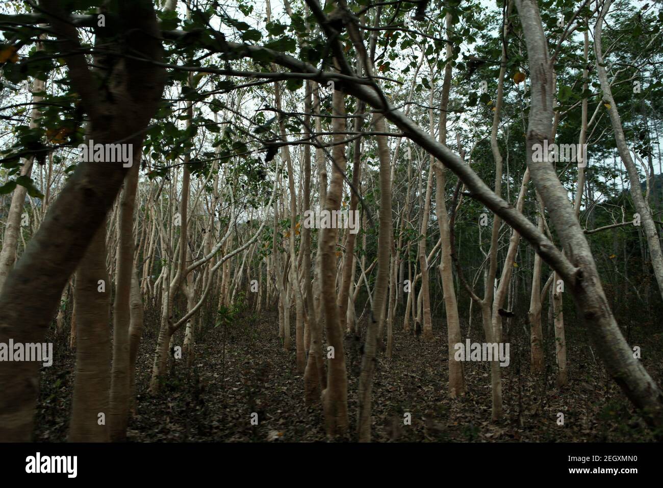 Teak hardwood tree forestry in Sumba, an island in eastern Indonesia where drought hits regularly. Stock Photo