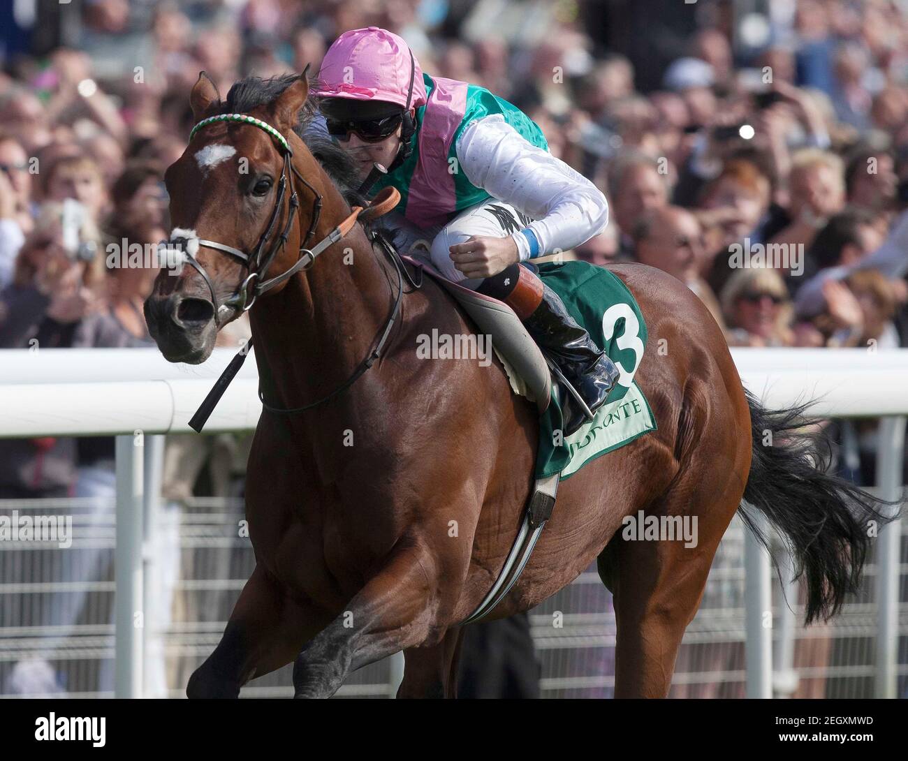 Horse Racing - York Ebor Festival  - York Racecourse - 22/8/12  Frankel ridden by Tom Queally before going on to win the 15.40 Juddmonte International Stakes Race  Mandatory Credit: Action Images / Julian Herbert  Livepic Stock Photo