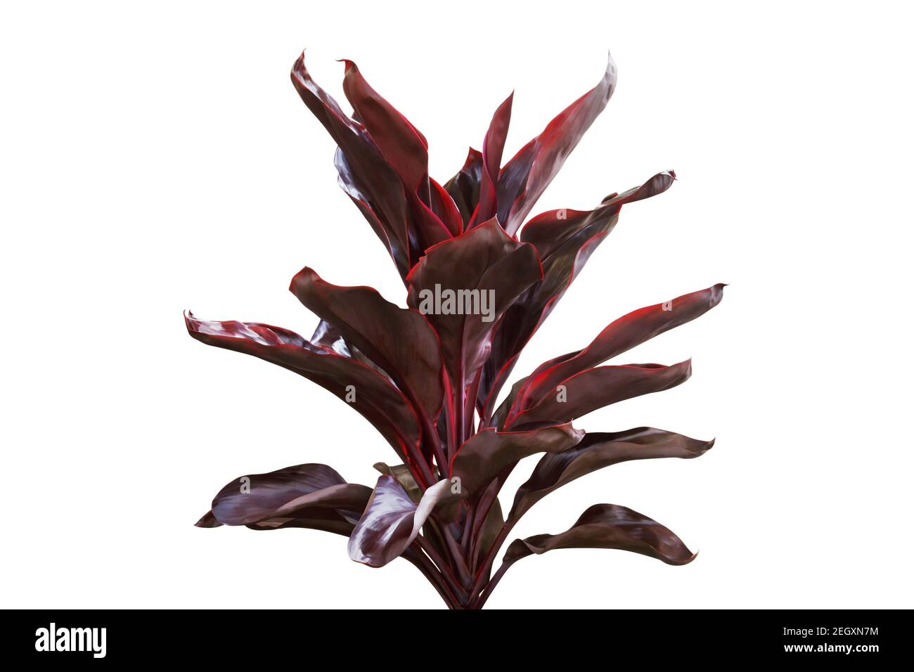 Red Leaf Tropical Plant of Ti Plant Isolated on white Background with Clipping Path Stock Photo