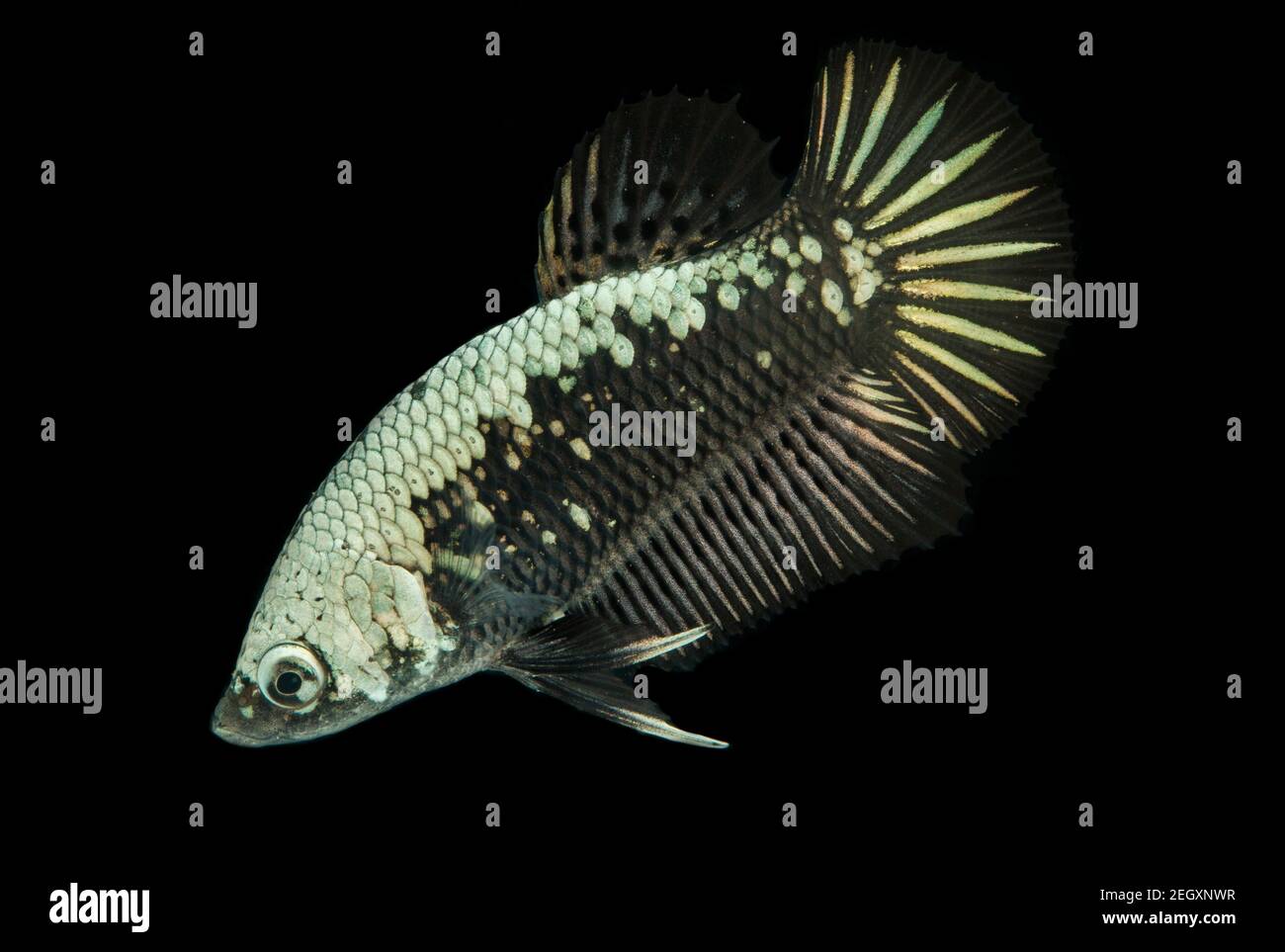 Betta Black Samurai Halfmoon Plakat Fighting Fish Splendens On Black