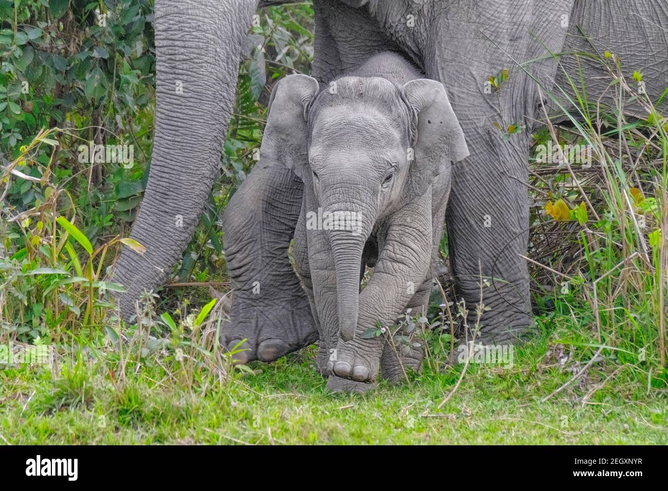 Asian elephant baby (Elephas maximus) face. Kaziranga National Park, Assam, India Stock Photo