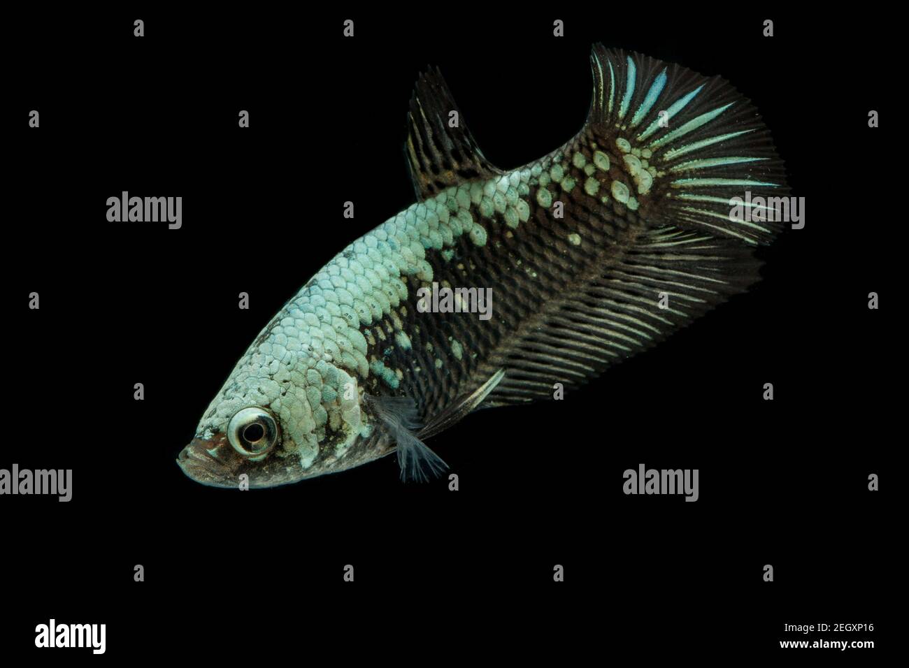 Betta Black Samurai Halfmoon Plakat Fighting Fish Splendens On Black