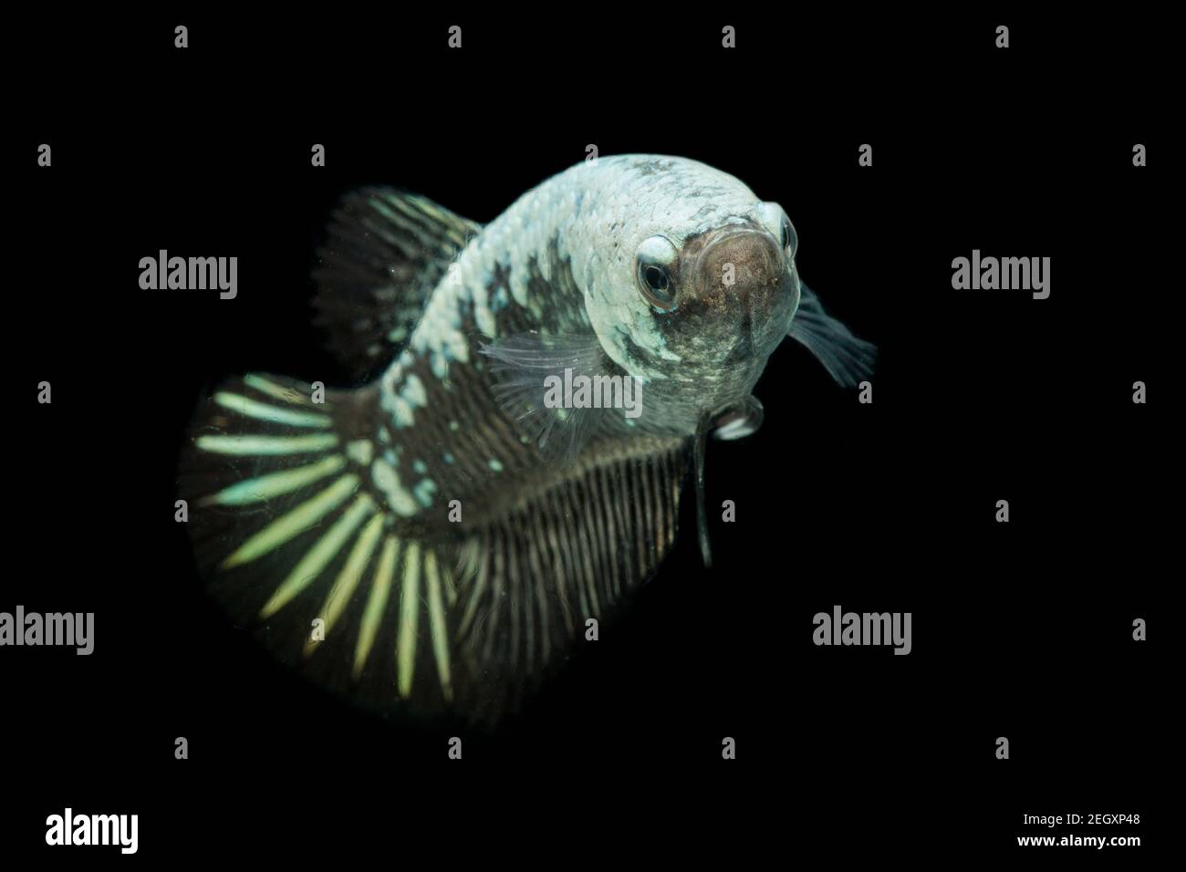 Betta Black Samurai Halfmoon Plakat Fighting Fish Splendens On Black