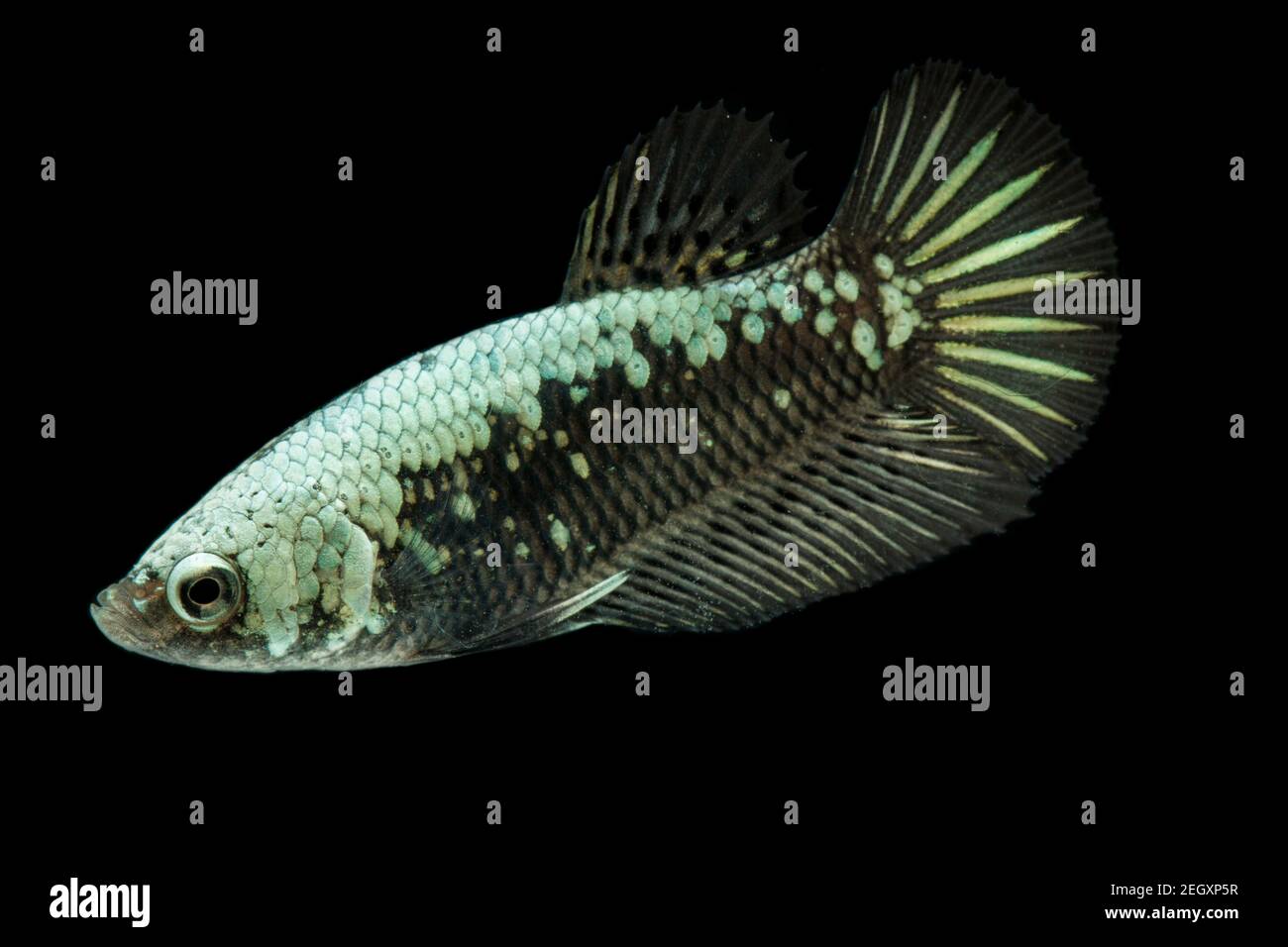Samurai betta hi-res stock photography and images - Alamy