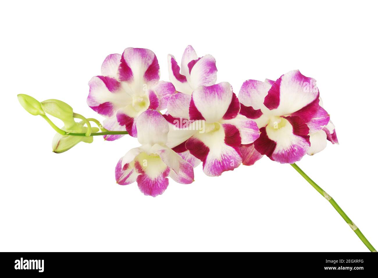 Purple Dendrobium Orchid Flowers Isolated on White Background with Clipping Path Stock Photo