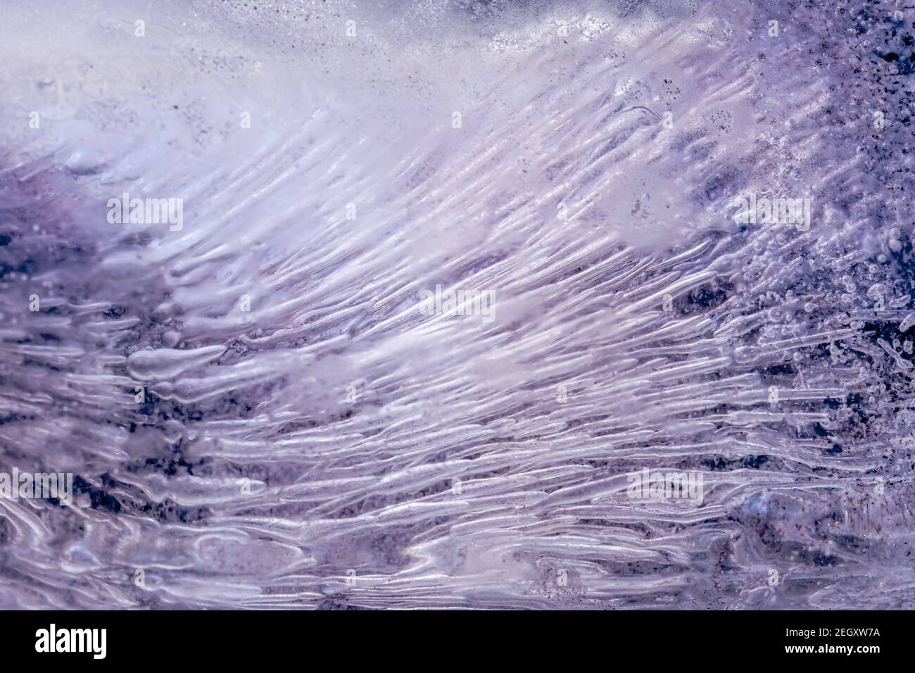 air bubbles in the ice cube. Frozen colored ice. Purple background ...