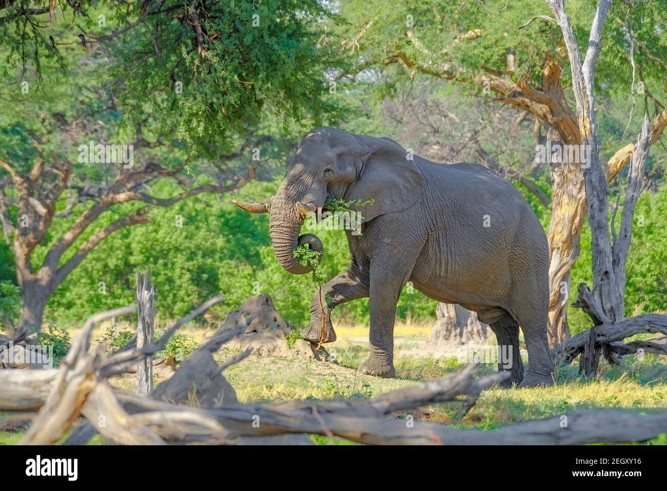 African elephant (Loxodonta africana) bull eating tree. Moremi Game reserve, Okavango Delta, Botswana Stock Photo