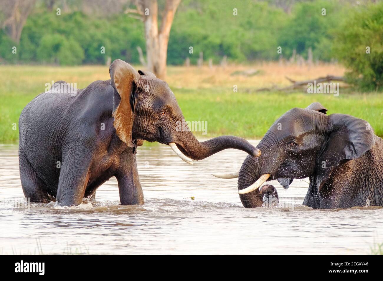 African elephants (Loxodonta africana) play in water. Moremi Game reserve, Okavango Delta, Botswana Stock Photo