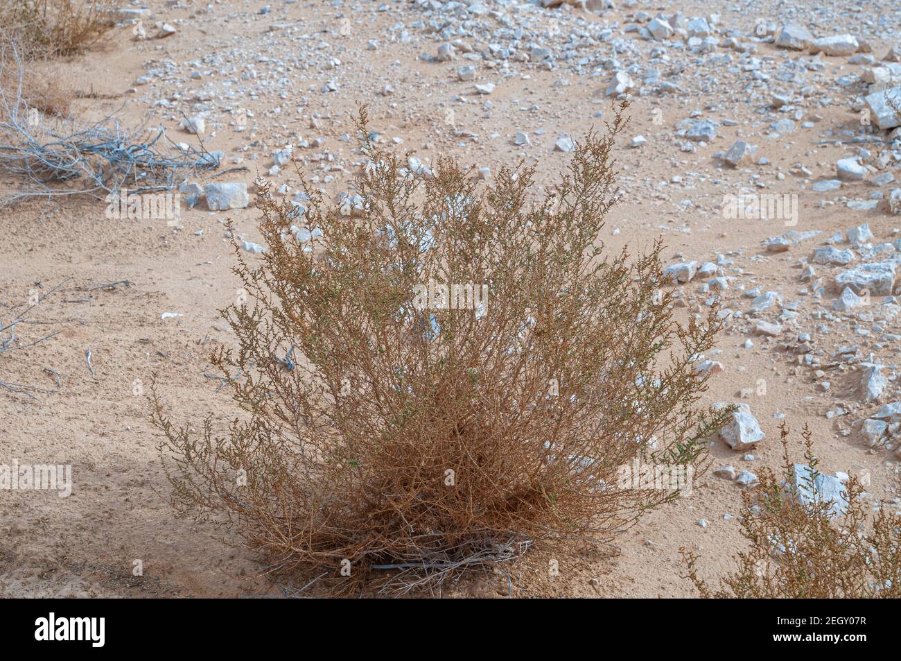 Desert botany dead dry plant Uvda Desert Landscape. Uvda is the name of