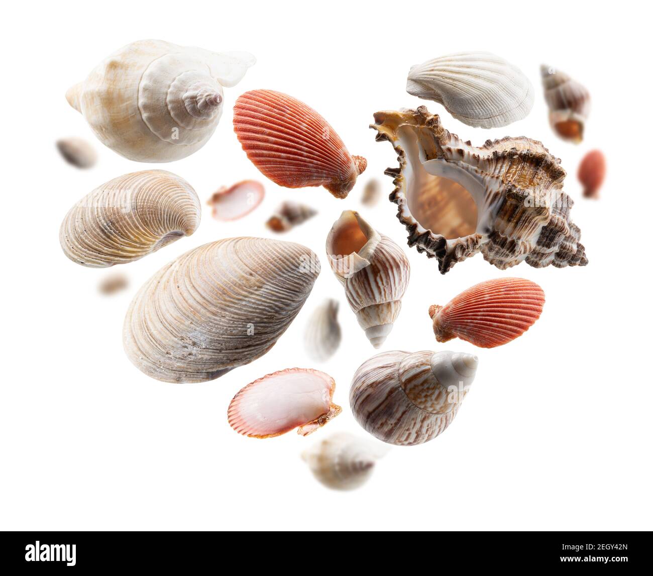 Beautiful seashells in the shape of a heart on a white background Stock Photo