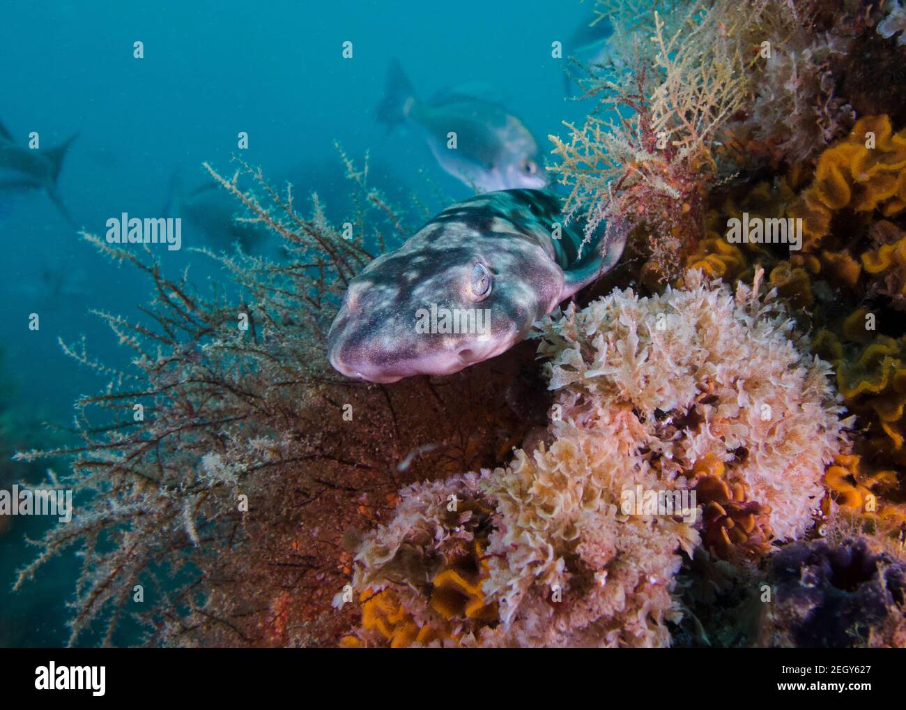 Haploblepharus pictus hires stock photography and images Alamy