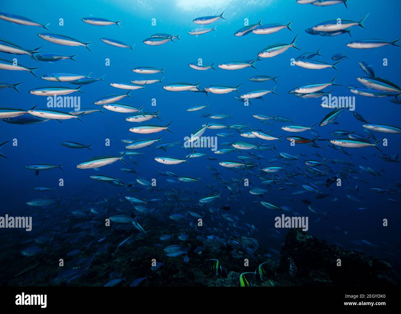 A school of Bluestreak fusilier fish (Neon fusilier) with the surface visible in the background Stock Photo