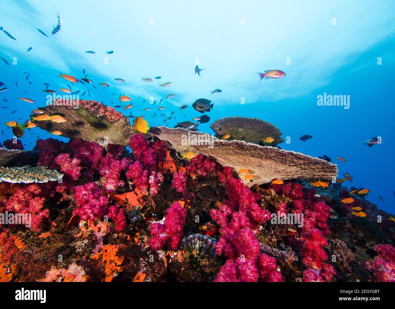 Bright coral reef scene of pink Thistle soft corals and Plate coral,  with some small fish swimming around Stock Photo