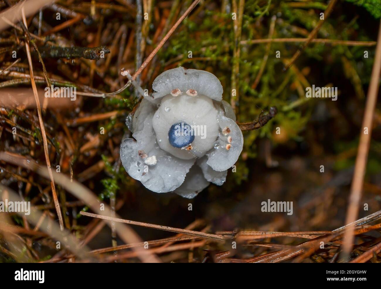 The ghost plant  that contains no chlorophyll. Stock Photo