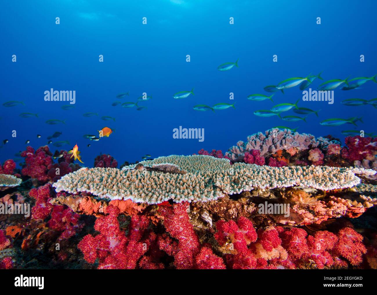 Bright coral reef scene of pink Thistle soft corals and Plate coral,  with some small fish swimming past in the background Stock Photo