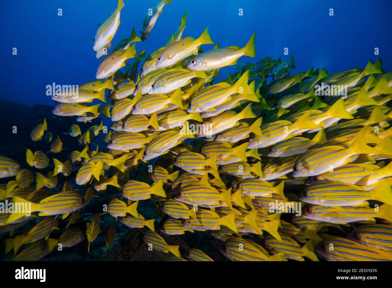 Large school of yellow Bluebanded snapper fish (Bluelined snapper) swimming away closeup of group Stock Photo