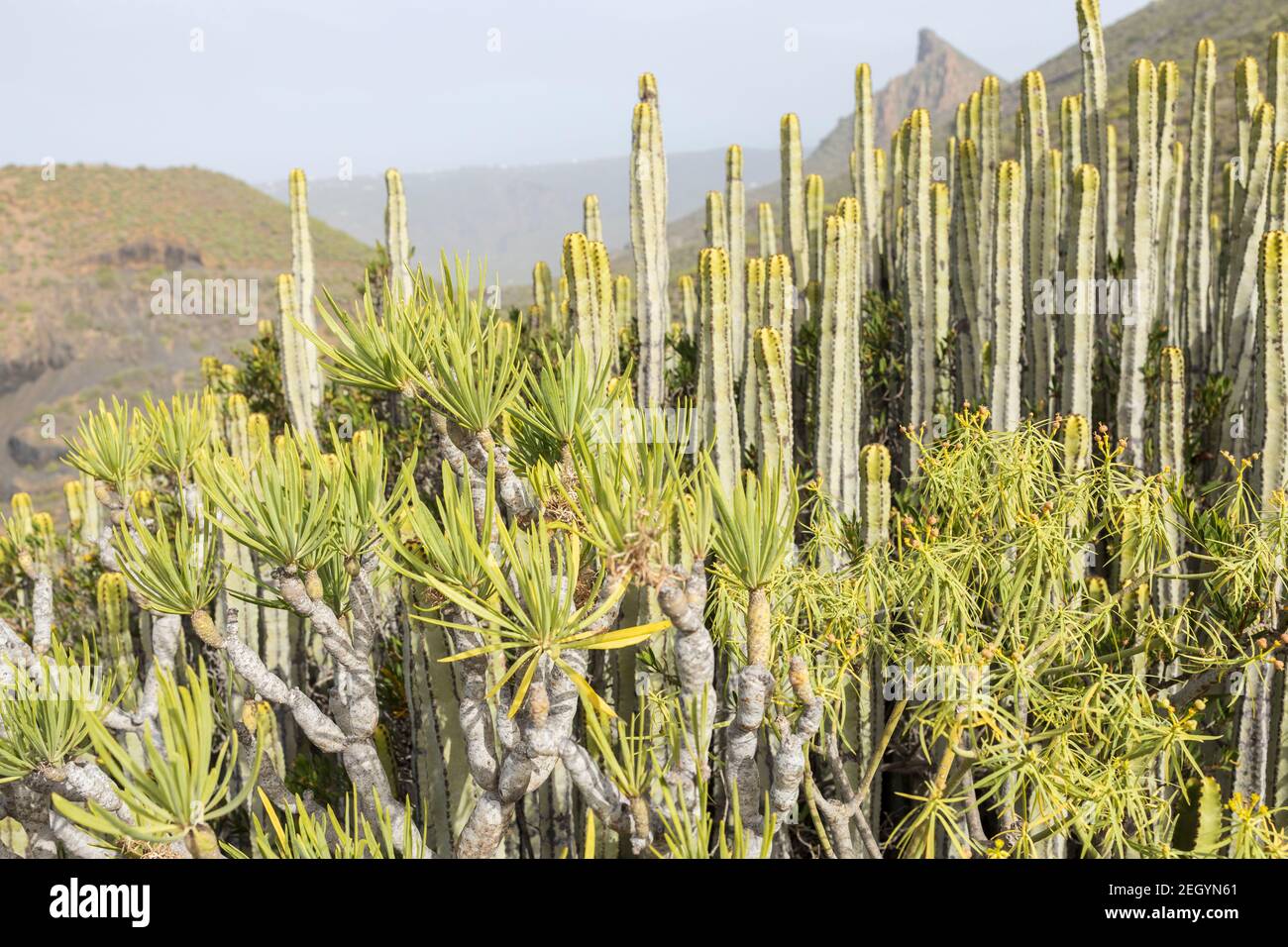 Euphorbia canariensis, cardon cactus alongside Euphorbia atropurpurea, tabaiba roja, Senecio kleinia, verode, plants in and San Miguel, Tenerife, Cana Stock Photo