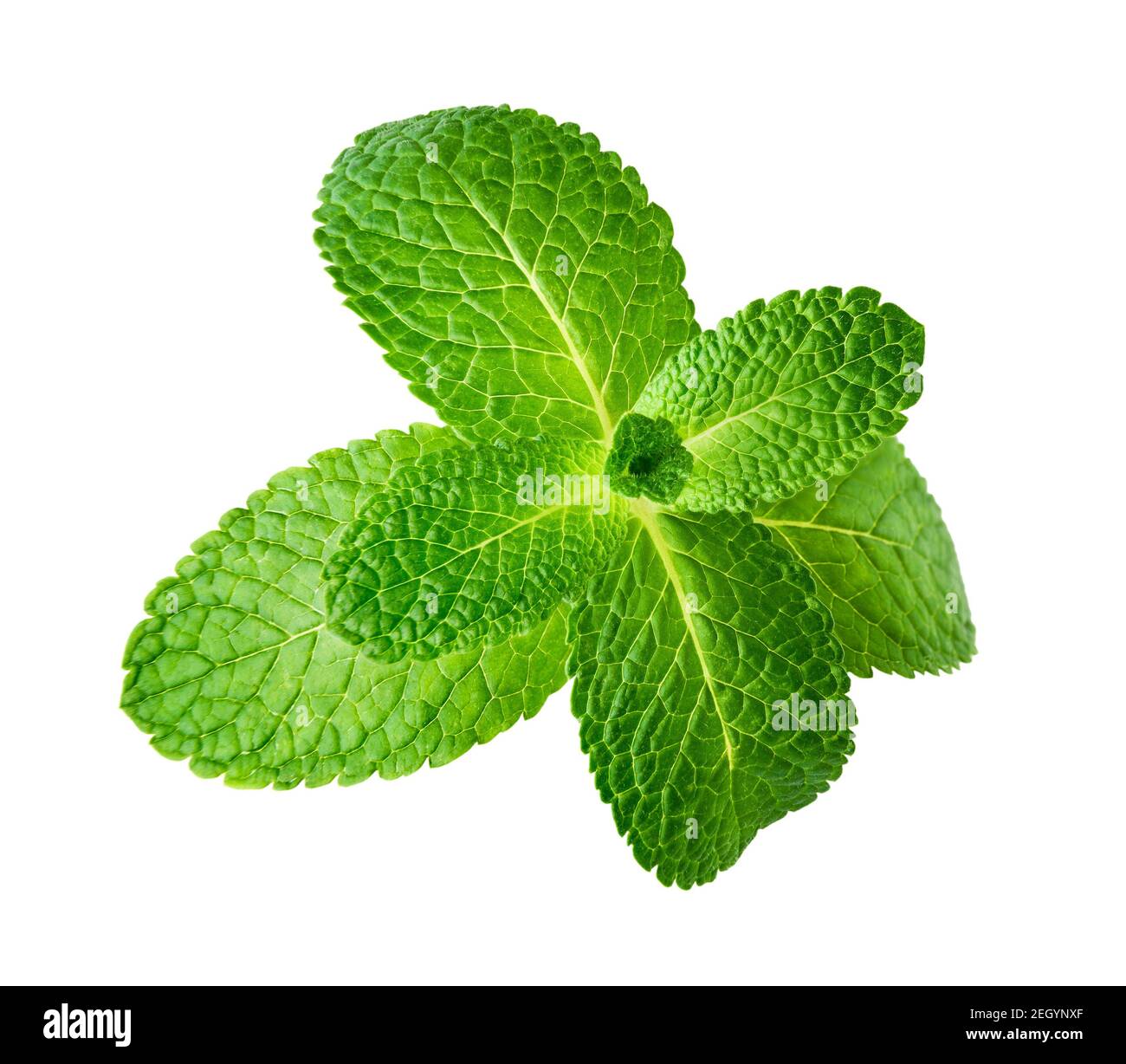Closeup mint leaf isolated on white background Stock Photo - Alamy