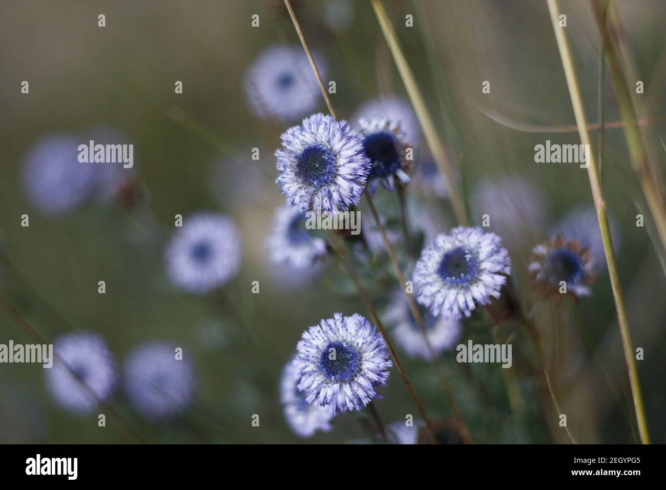 flower blue Globularia alypum native to the Mediterranean basin in Greece, France, Italy, Spain and North Africa where it colonizes rocks and dry and Stock Photo