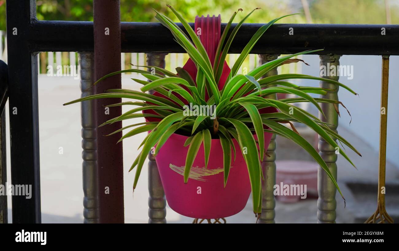 Pink railing planter or pot with green flowering plants in the balcony. Flowers pots hanging on the railing on a terrace Stock Photo