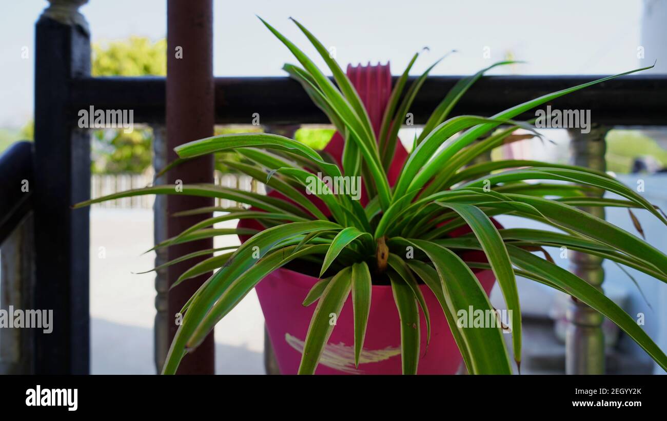 Pink railing planter or pot with green flowering plants in the balcony. Flowers pots hanging on the railing on a terrace Stock Photo