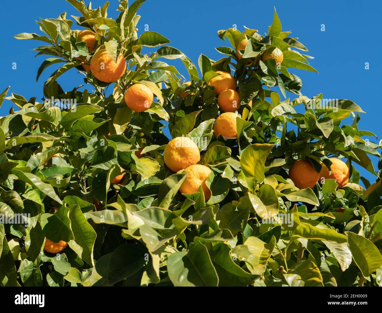 Orange trees with fruit Spain Stock Photo Alamy
