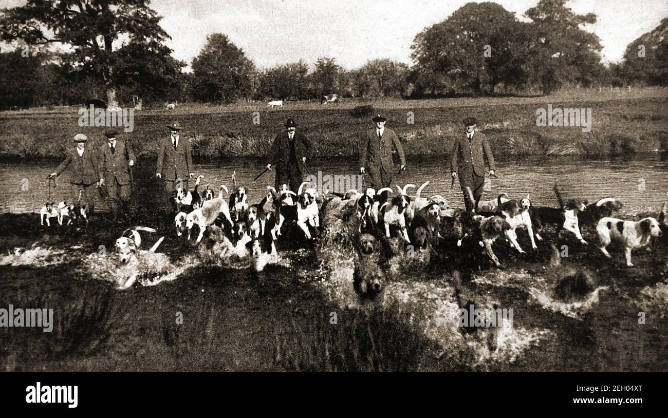 An early printed photograph showing the Hawkstone Otter Hound pack in the river Severn at LLandinham, Wales, UK .Otterhounds are an old British dog breed, now a  Vulnerable Native Breed with only 600 animals worldwide. It has a  rough oily coat and webbed feet but can hunt on land or water. Once widespread these animals  now occur sporadically and are now  protected  by  the  Wildlife  and  Countryside  Act  (1981) meaning they cannot  be  killed,  kept  or  sold (even as stuffed specimens) except under licence. The otter-hounds hunting group were disbanded in the 1970's Stock Photo