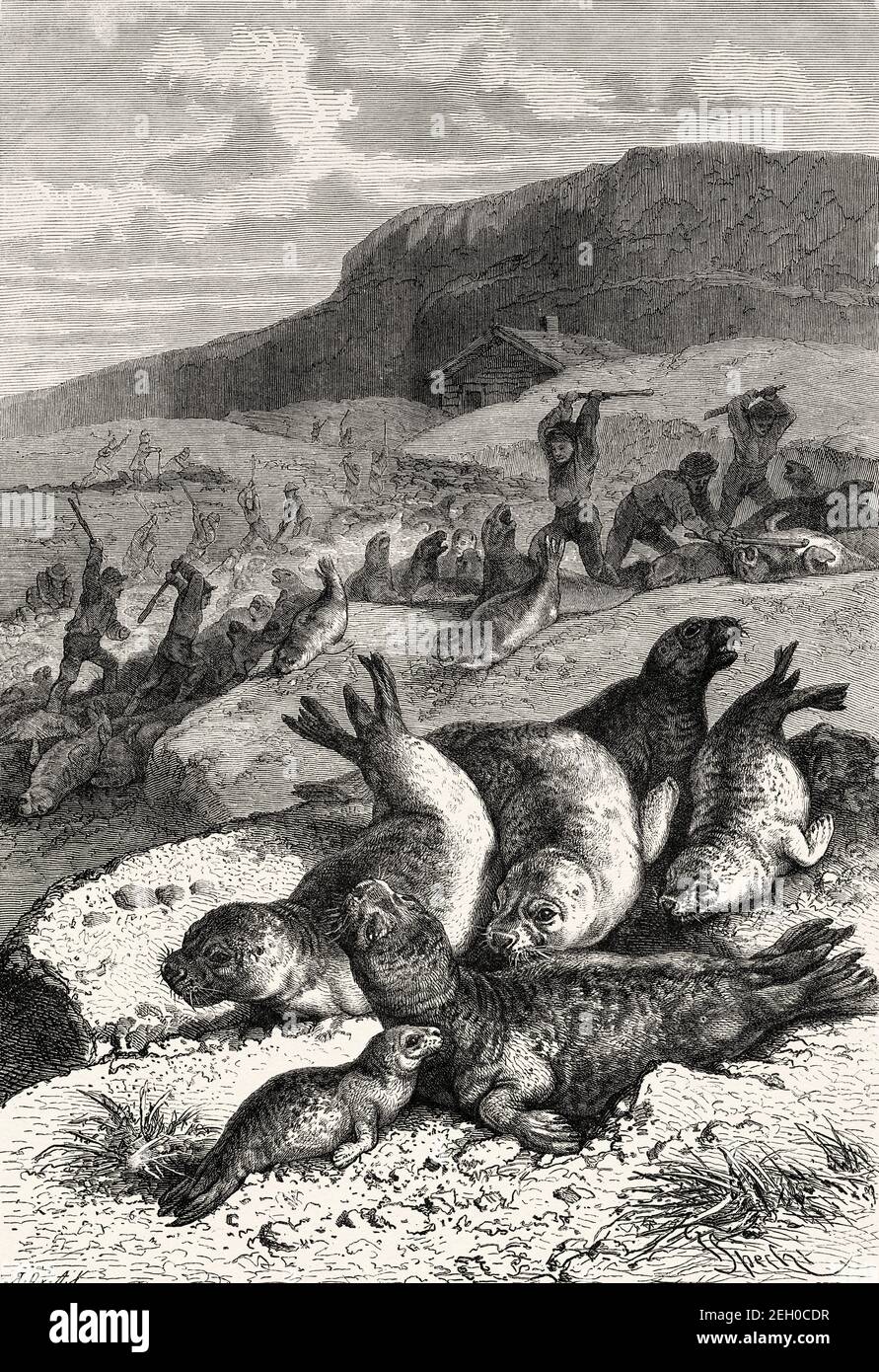 Massive seal hunt by Europeans on a beach in the nineteenth century, Europe. Old 19th century engraved illustration from El Mundo Ilustrado 1879 Stock Photo