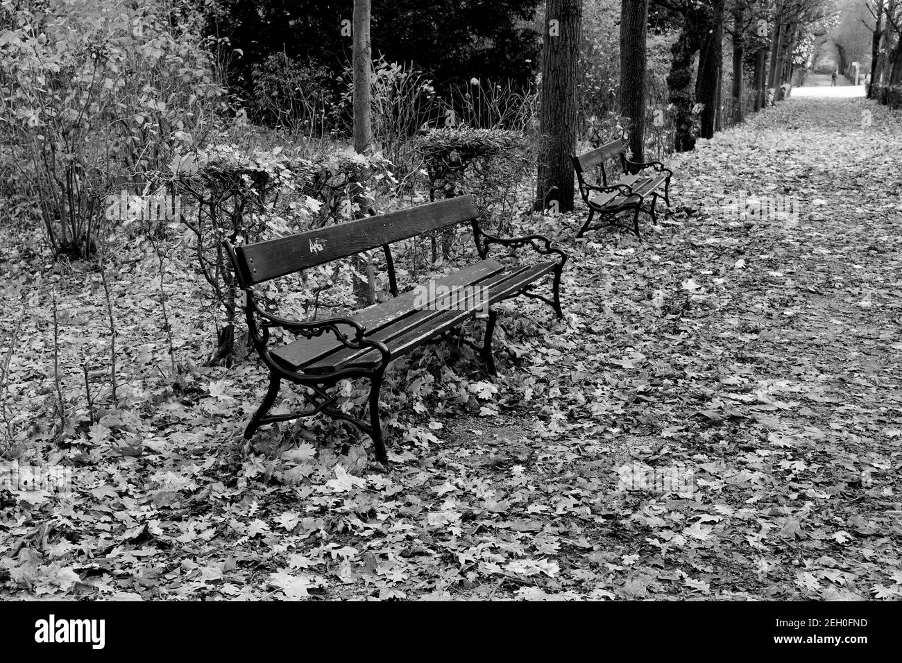 Bench leaves Black and White Stock Photos & Images - Alamy