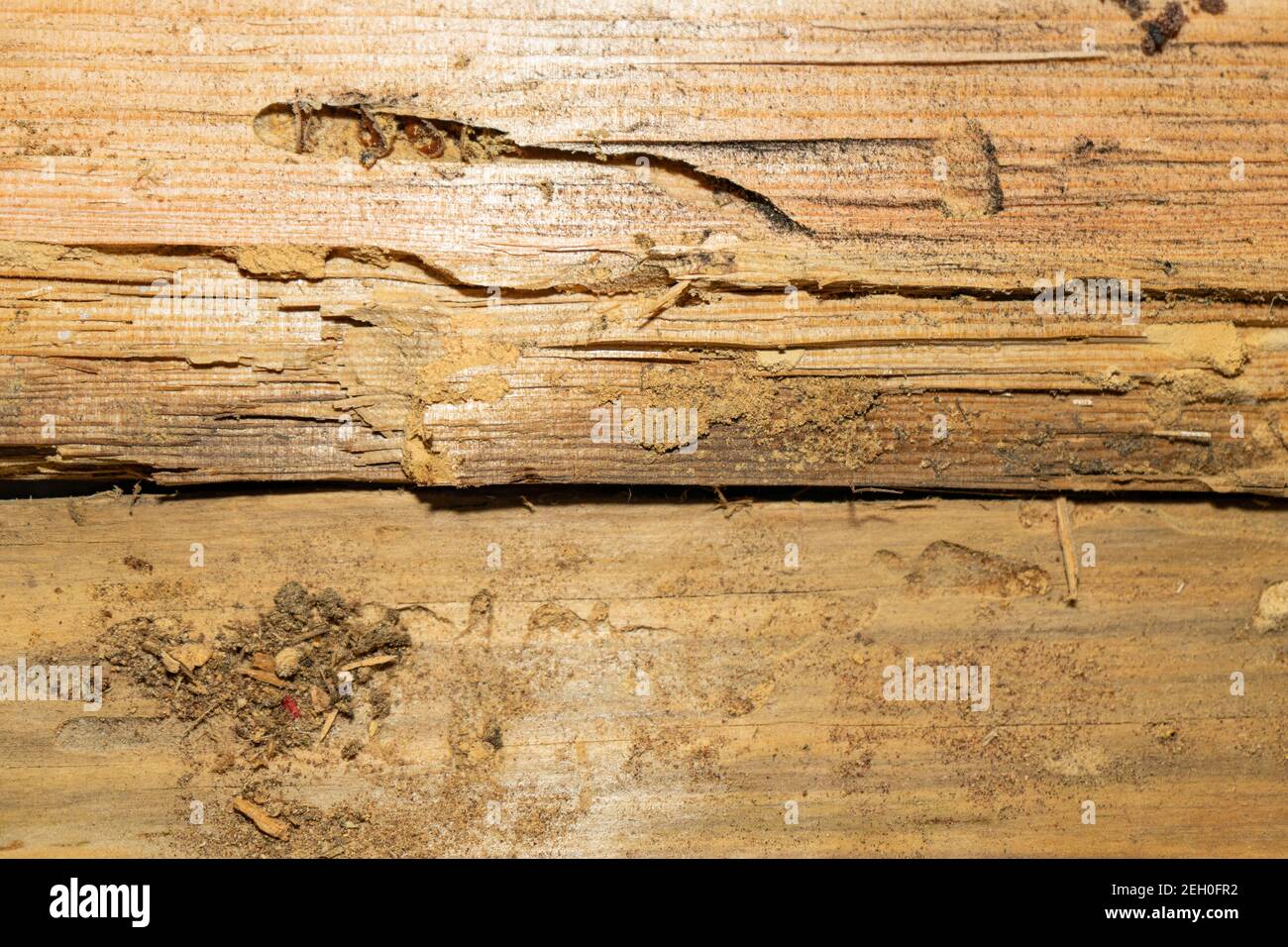 The texture of old, wormeaten wood. Dry rotten board Stock Photo Alamy