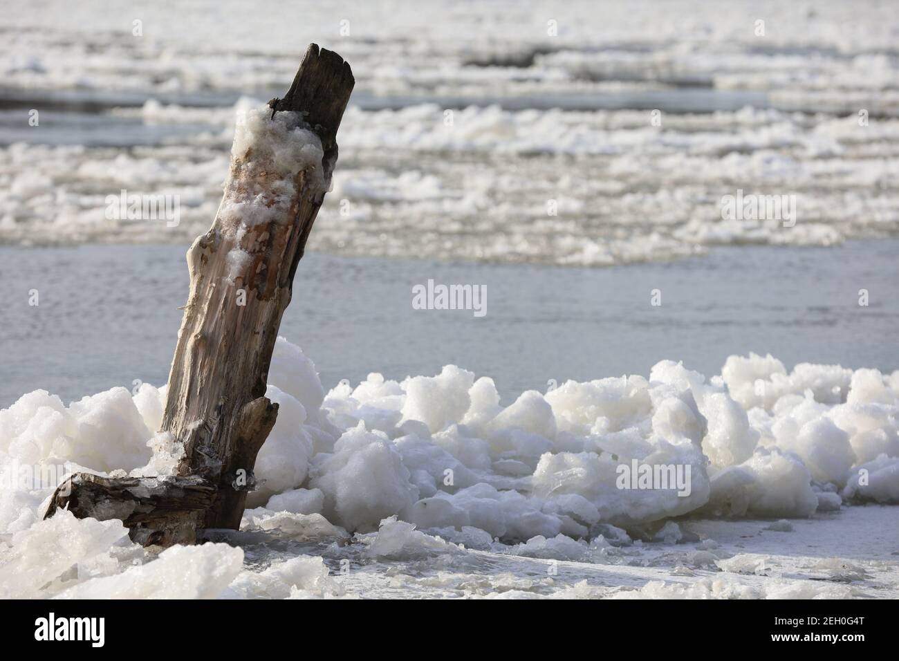 The river hung in winter, thaw by the river, trees by the shore, tree stump in the ice, snow and floe on the river Stock Photo