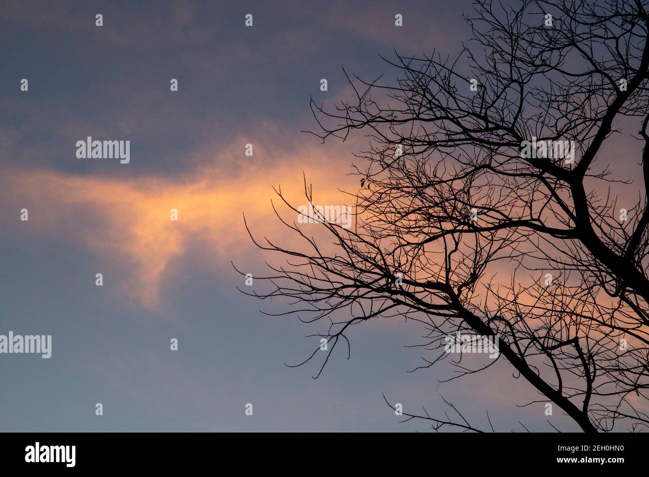 Silhouette Tree branches with sunset sky Stock Photo - Alamy