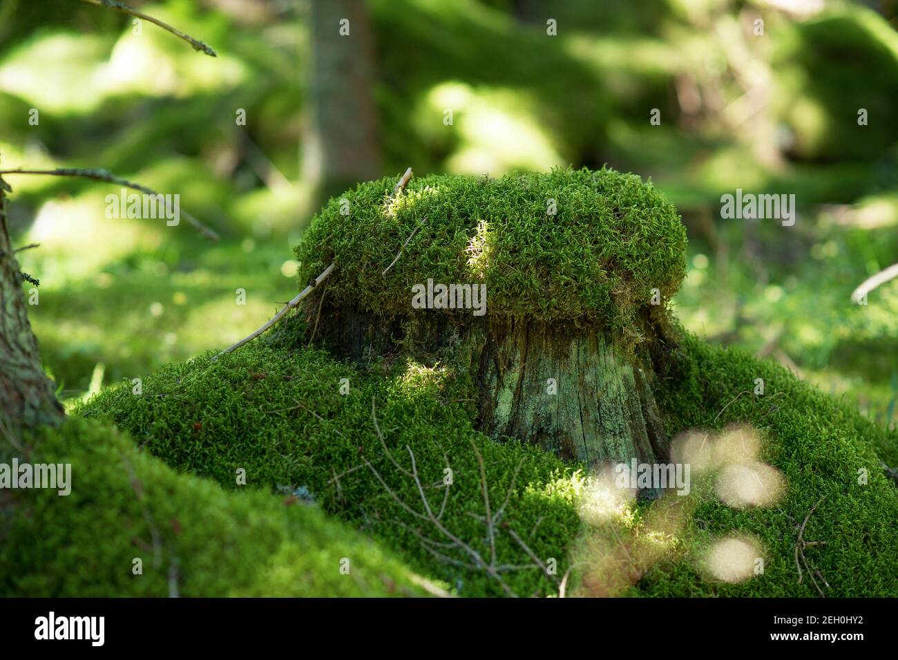 Green moss on a stump in the forest Stock Photo