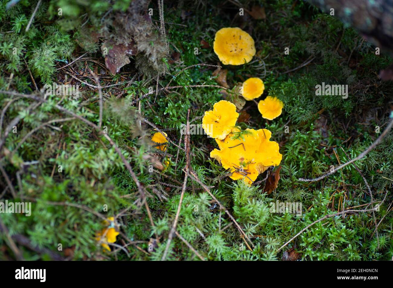 Yellow chanterelles in green moss in deepest forest in Sweden Stock Photo