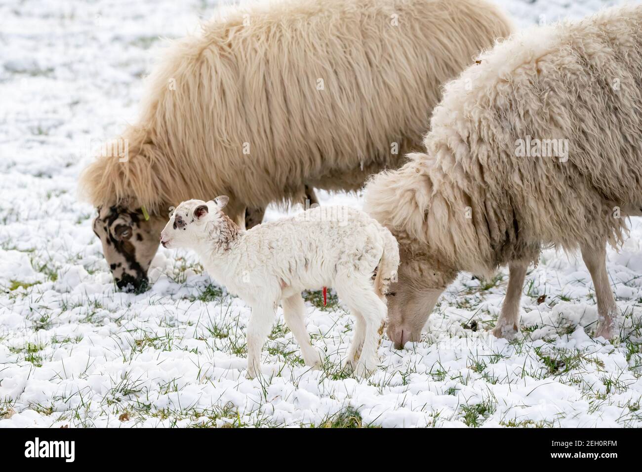 Head of sheep with a newborn lamb that still has blood on its navel, eating grass in the pasture. Grass is covered with snow. Winter on the farm. Blur Stock Photo