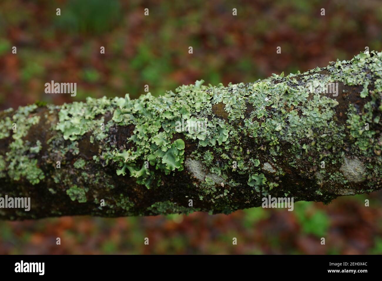 Close-up of Varied Rag Lichen ( Platismatia glauca ), over a branch tree Stock Photo