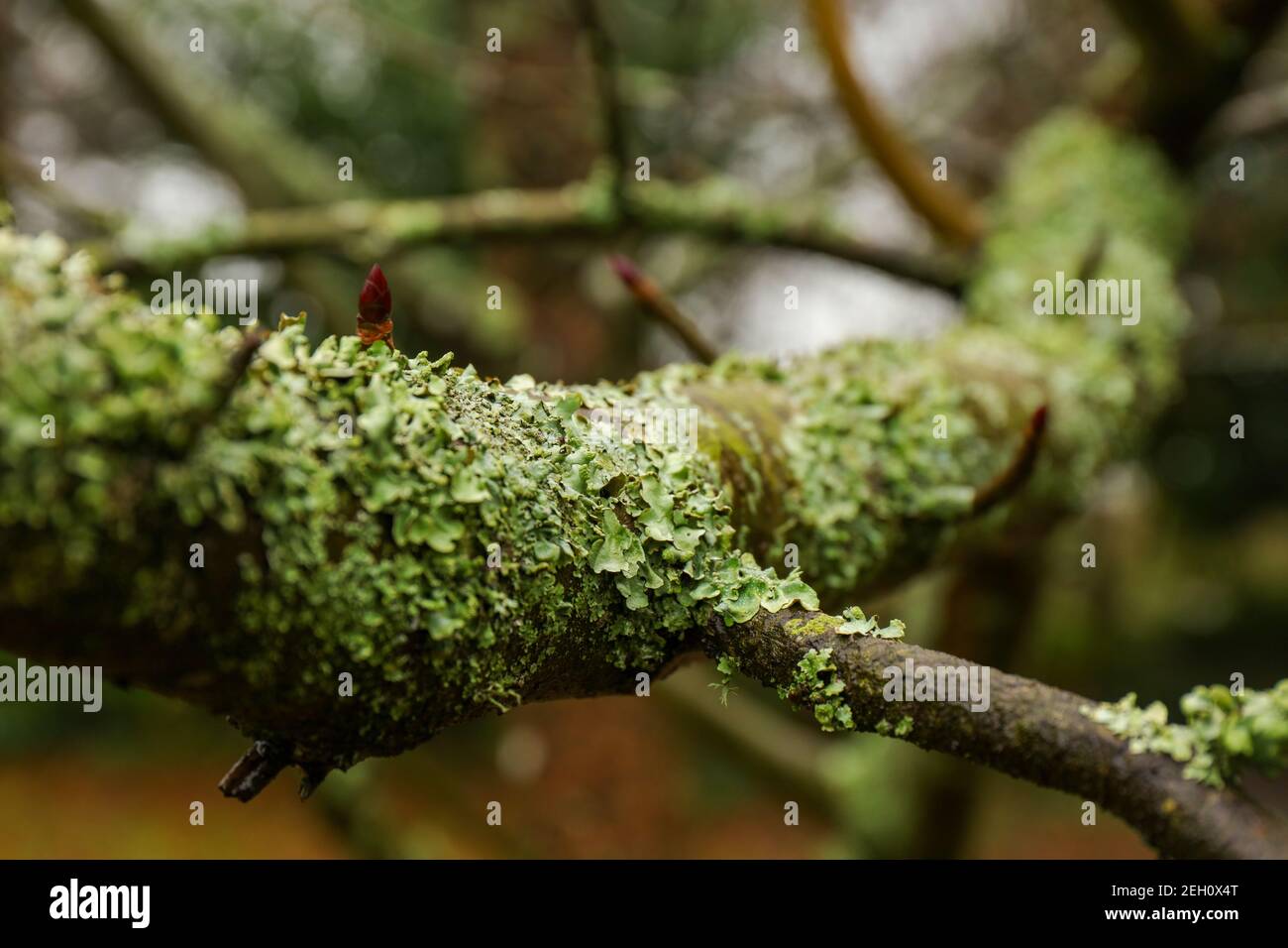 Close-up of Parmotrema Ruffle Lichens (Genus Parmotrema), over a branch tree Stock Photo