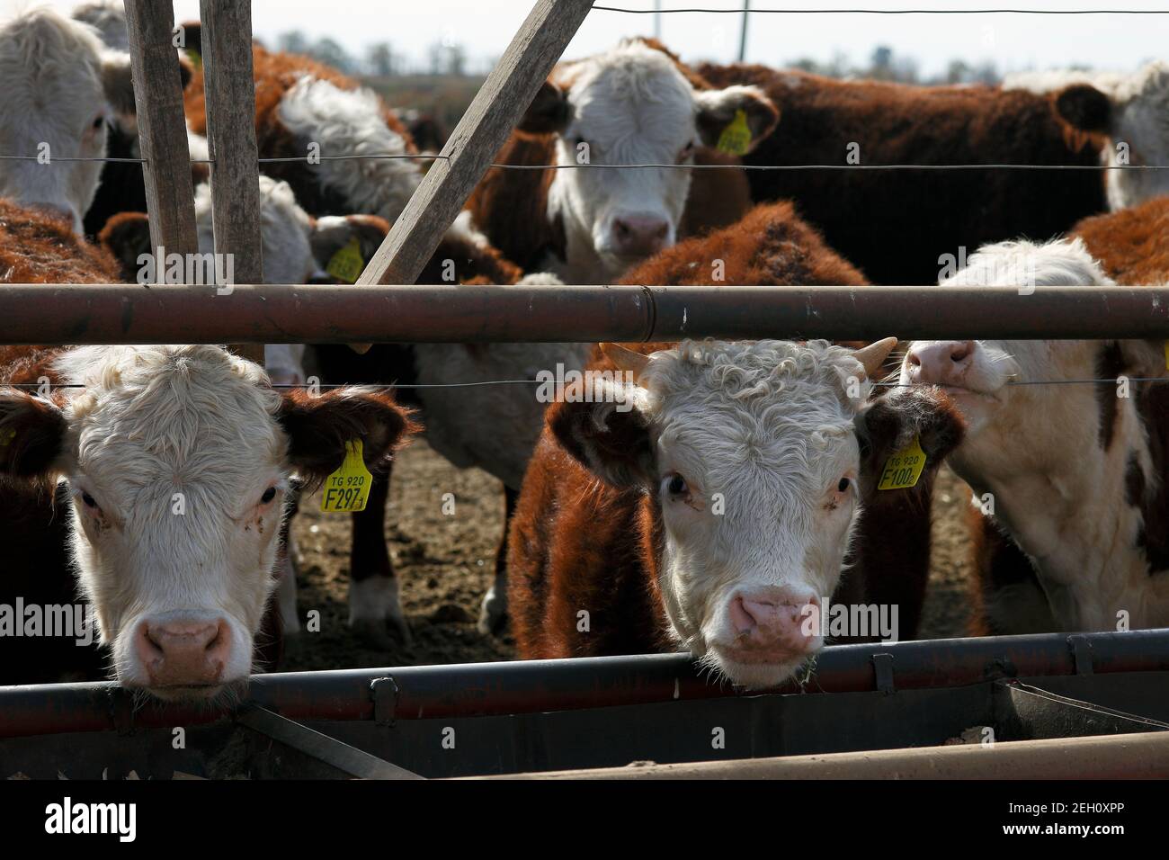 Closeup of hereford cow hi-res stock photography and images - Alamy